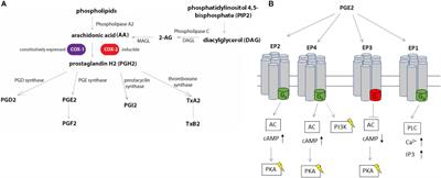 PGE2 Augments Inflammasome Activation and M1 Polarization in Macrophages Infected With Salmonella Typhimurium and Yersinia enterocolitica